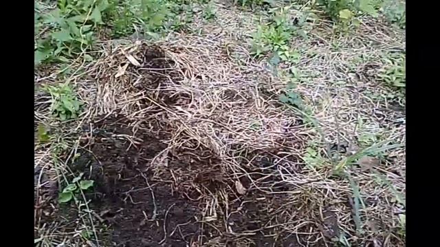 Снова на пруды//в лес//за органикой смотреть онлайн