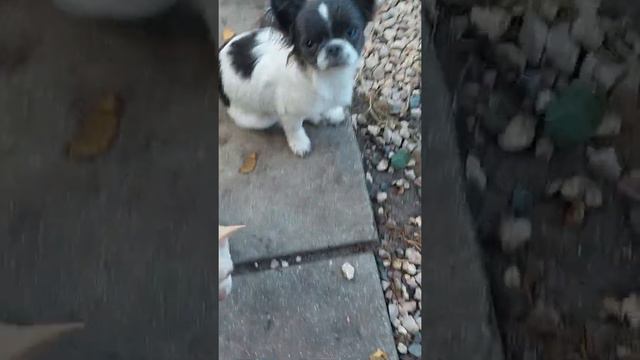 Купидон чихуахуа Кастропуло 5 месяцев - не продается ❌ смотреть онлайн