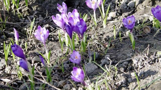 Крокус (шафран) смотреть онлайн