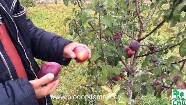 Яблоня сорт Имант смотреть онлайн