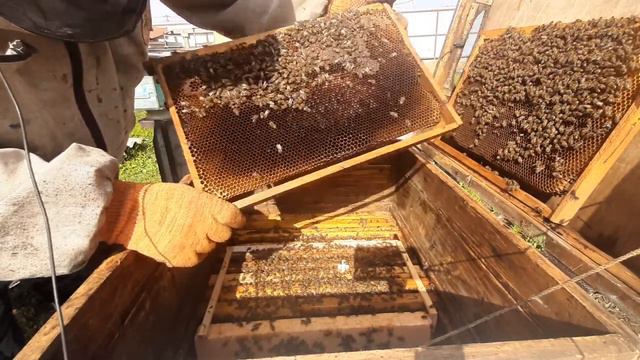 На пасеке первая молодая матка, и первые трутни! Ждём облёт матки.