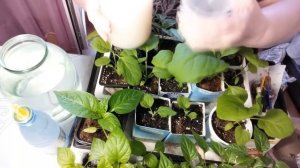 Супер подкормка для рассады! Обязательно попробуйте!???