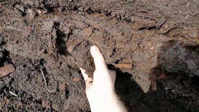 Заготовка САПРОПЕЛЯ. Удобрения НЕ НУЖНЫ! Где взять торф в больших объЁмах для рассады и огорода. смотреть онлайн