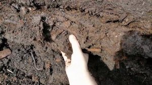 Заготовка САПРОПЕЛЯ. Удобрения НЕ НУЖНЫ! Где взять торф в больших объЁмах для рассады и огорода.
