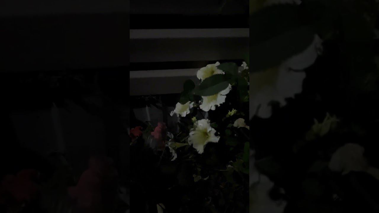 Не может быть!!! Колибри в Воронеже!!! смотреть онлайн