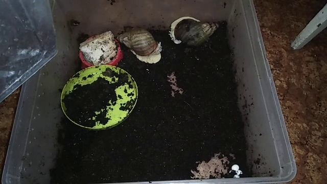 Архахатина сп Бенин. Новая кладка. смотреть онлайн