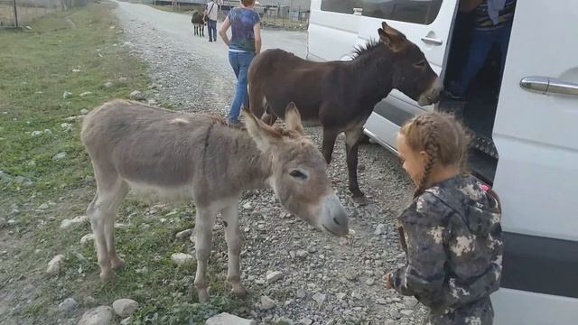 Мидаграбины