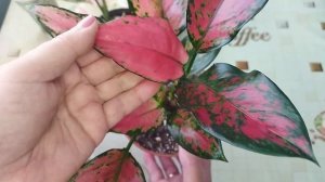 Аглаонемы/ Результат укоренения черенков во мхе сфагнуме