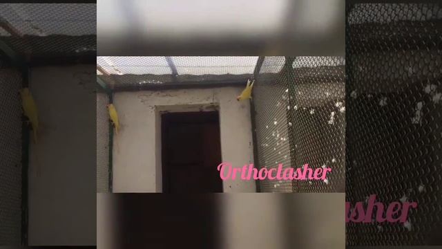 Колчатые или ожереловые попугаи. Ожереловый попугай Крамера ( Psittacula krameri) смотреть онлайн