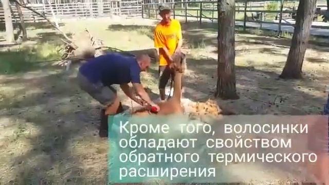 Стрижка Ламы в Воронежском зоопарке им. А.С. Попова // Lama fur cut in Voronezh zoo смотреть онлайн