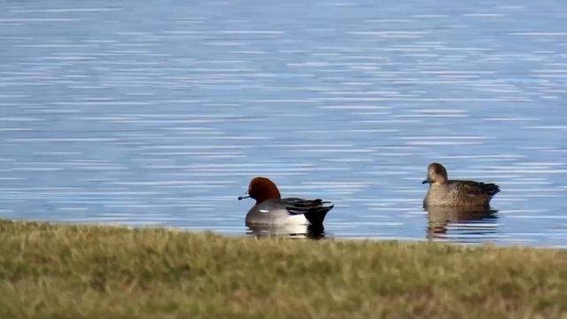 Свиязь - Anas penelope смотреть онлайн