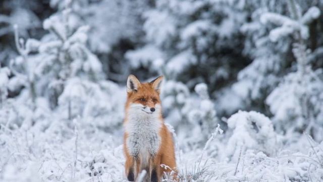 Дочь хочет привязать мужа бабушкиным способом. Когда женщины поймут, что детьми мужчину не удержать смотреть онлайн