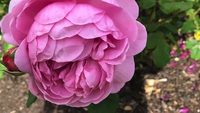 David Austin Roses | Rose Garden | Kew Gardens смотреть онлайн
