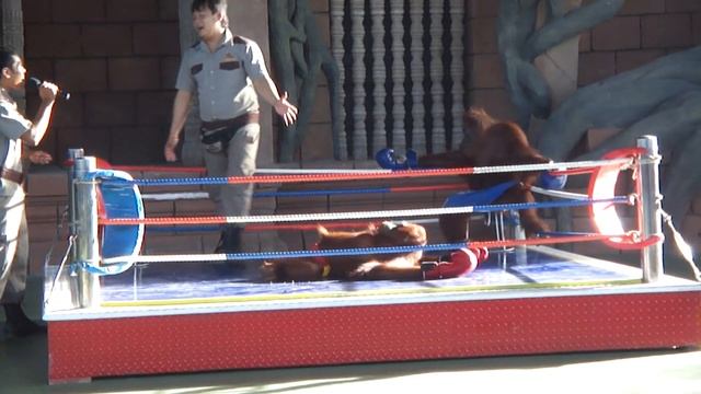 SO Funny With Orangutan Animal