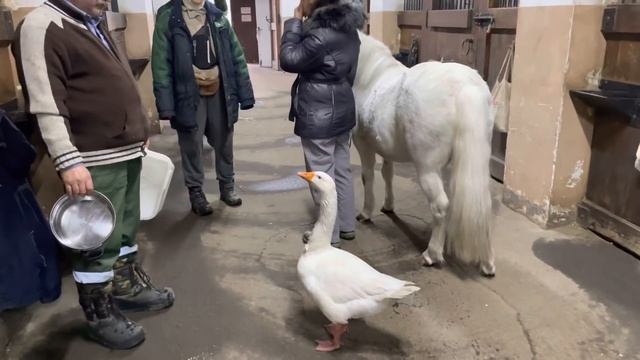 Коломенский гусь Мартин. Один день из жизни гуся смотреть онлайн