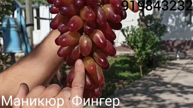 Ангури Маникюр Фингер. смотреть онлайн