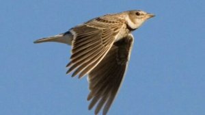 Пение жаворонка