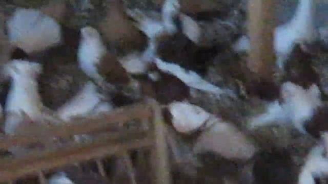 Голуби статные в гостях в Дмитровке смотреть онлайн