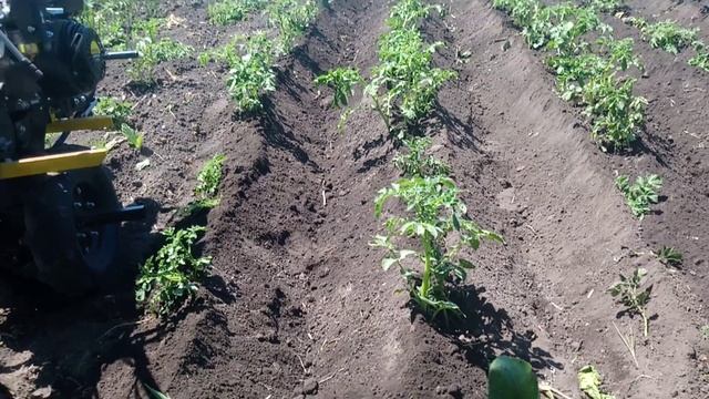 Окучивание картофеля мотоблоком при помощи окучника смотреть онлайн