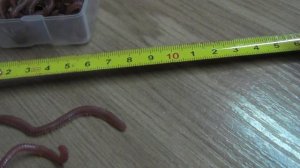 Обзор силиконовых приманок, червей с Алиэкспресс для джиг спиннинга