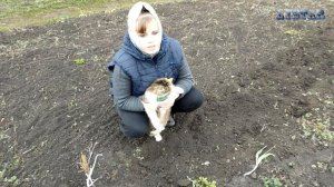 Как посадить мак восточный блэк сван Как сеять мак Мак выращивание и уход