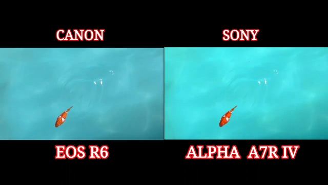 CANON EOS R6 VS SONY ALPHA A7R IV CAMERA TEST смотреть онлайн