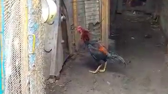 бессмертный, что ли? смотреть онлайн