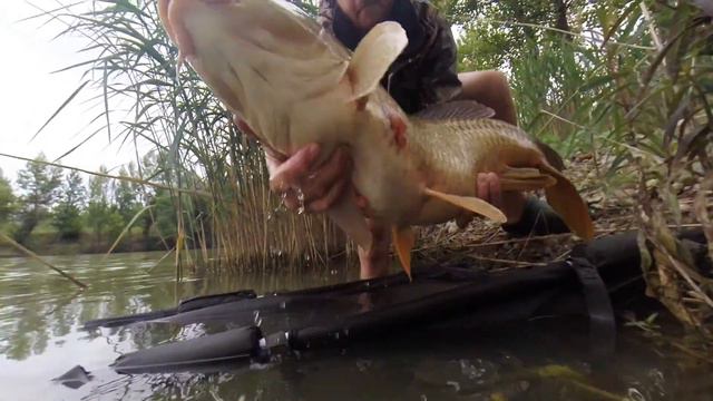 Synapse Wild Carp and Shock leader Record review by Tomas Horgos смотреть онлайн