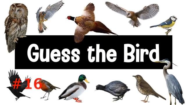 Guess the Bird | 30 British Bird Calls смотреть онлайн