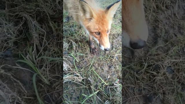 Рыбалка по Лене 🦊 смотреть онлайн