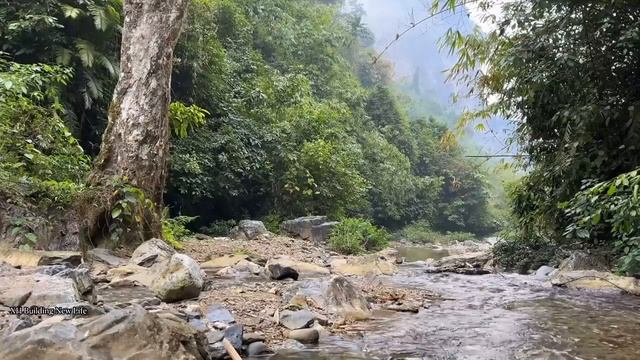Full Video: 60 Harvesting (wild Tubers,  Bamboo Shoots & Vegetables) Bring To The Market To Sell