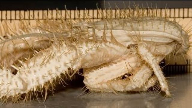 ТОП | ФАКТЫ О БАКТЕРИЯХ.