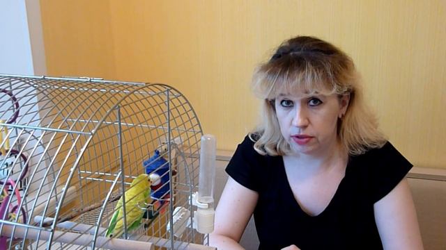 VLOG:Линька у волнистого попугая//Уход за волнистым попугаем смотреть онлайн