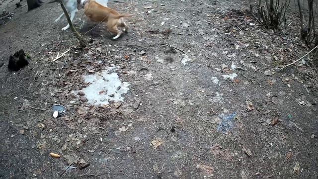 СТАФФОРД СТАВИТ БОЛЬШОГО ПСА НА МЕСТО смотреть онлайн