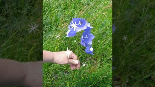 Ромашки - любит, не любит / Chamomile - loves, does not love смотреть онлайн