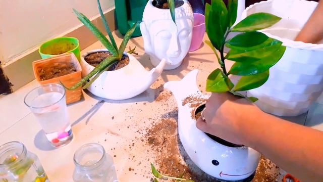 Cutting and Potting of My Indoor Plants and Some Secret Tips for Beginners to Grow Healthy Plants смотреть онлайн