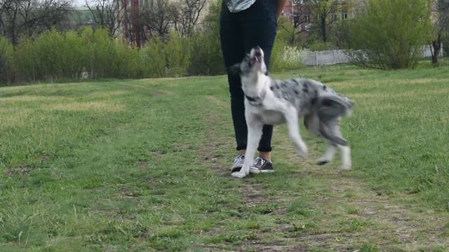 Бордер колли Зои. 3 года смотреть онлайн