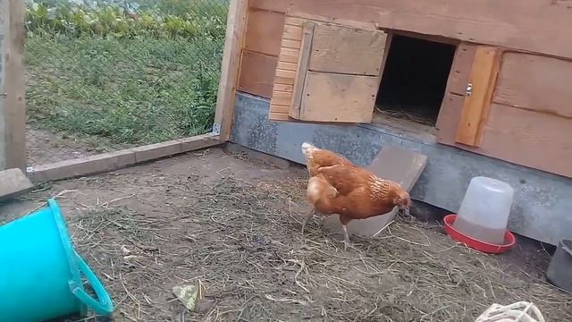 Куры несушки молодки Ломан Браун. 10 кур несут 10 яиц!!!