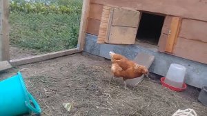 Куры несушки молодки Ломан Браун. 10 кур несут 10 яиц!!!