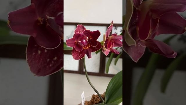 Phal. I-Hsin Cherry Bomb смотреть онлайн