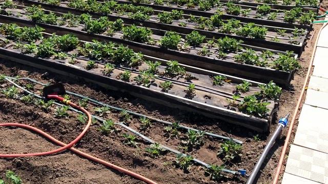 Тёплый Май. Начало летнего сезона на даче. смотреть онлайн