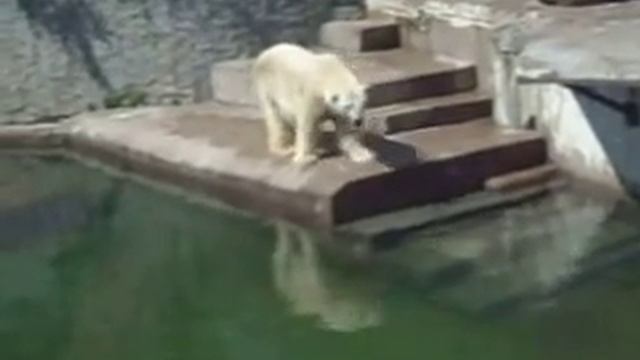 Белые медведи в Ленинградском зоопарке смотреть онлайн