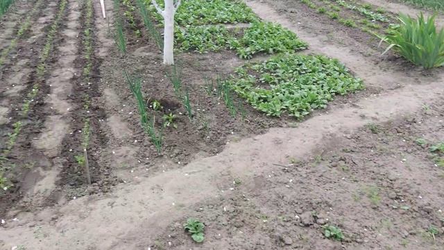 Дача-Мечта! смотреть онлайн