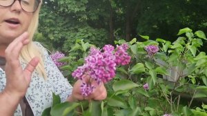 Сирень «Сенсация « в каждый сад!