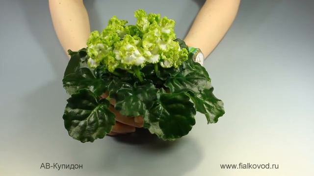 АВ-Купидон смотреть онлайн