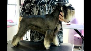 Миттельшнауцер Описание породы