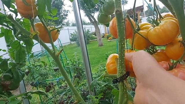 Обзор теплицы с томатами, что повторю. 27 августа. Ленинградская обл. смотреть онлайн
