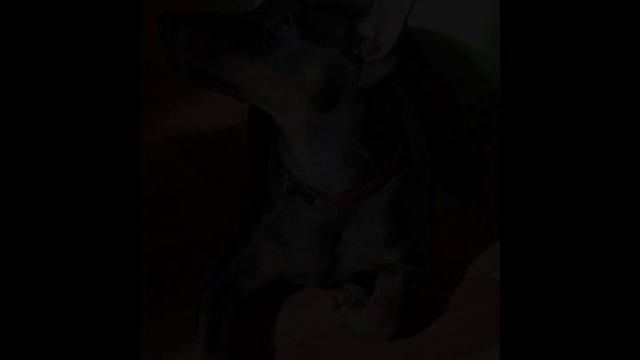 С днём рождения Рика!🐶🎂💞💞| извините что так поздно выложила смотреть онлайн