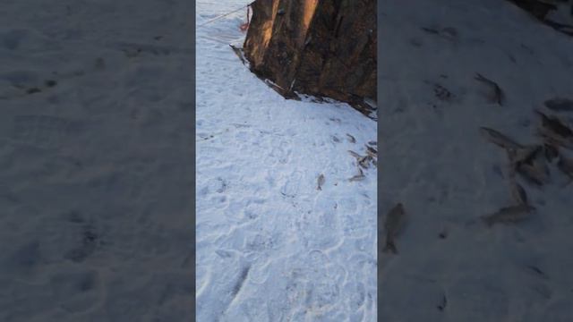 Алекс. По следам щуки и хариуса. смотреть онлайн