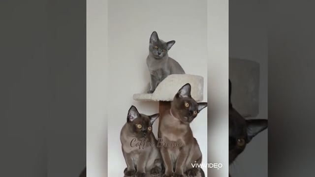 Питомник Бурманских кошек Coffee Breese смотреть онлайн